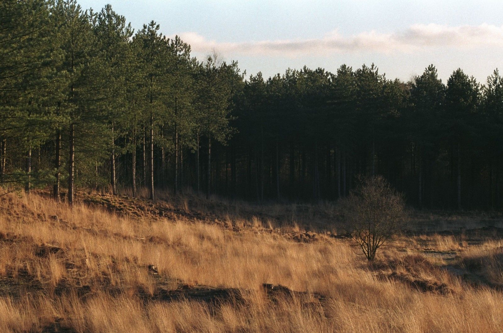 AGFA_200_NATURE_LANDSCAPE_FILM_R8_80_200_ANALOG_COOLSCAN_NIKON_JIPVANKUIJK