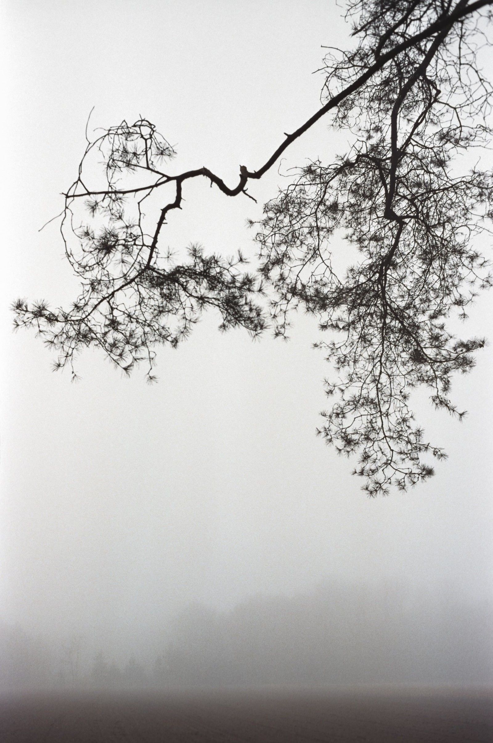 FUJI_400_MIST_TREE_NATURE_WINTER_AUTUMN_FILM_R8_ANALOG_35MM_ELMARIT_JIPVANKUIJK